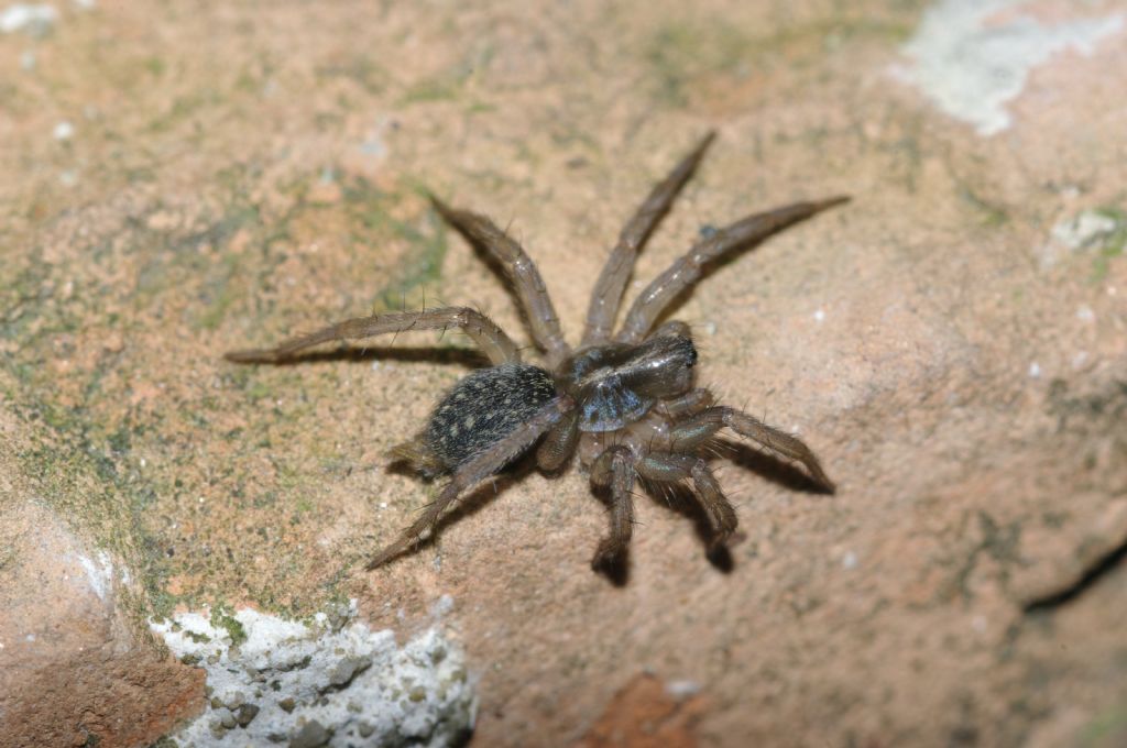 Lycosoides coarctata  - Rende (CS)